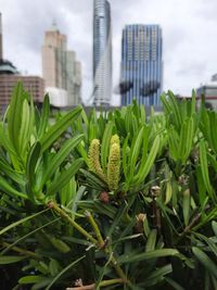 Close-up of succulent plant in city against sky