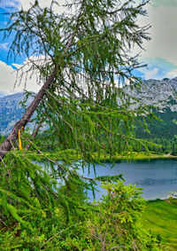 Tree by lake against sky