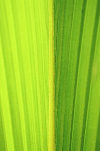 Full frame shot of palm leaves