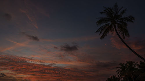 Low angle view of palm tree against sky during sunset