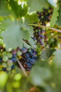 Grapes growing in vineyard