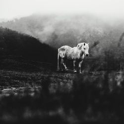 Sheep grazing on field