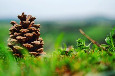 Close-up of pine cone on field