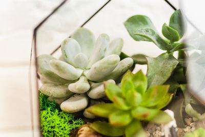 Close-up of succulent plant