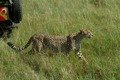 Cheetah in tall grass