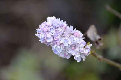 Close-up of flowers against blurred background