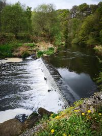 Scenic view of river amidst trees in forest