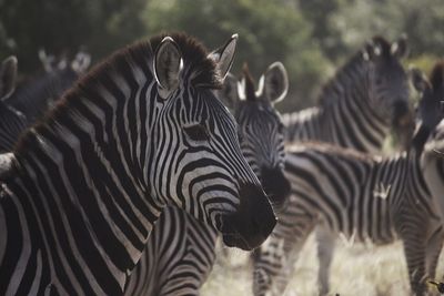 Zebras on field during sunny day