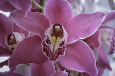 Close-up of fresh pink flowers blooming outdoors