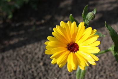 Close-up of yellow flower