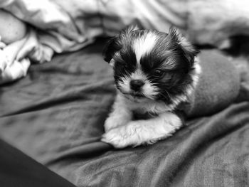 Close-up of puppy resting on bed