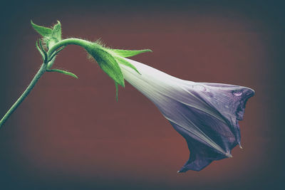 Close-up of plant over black background