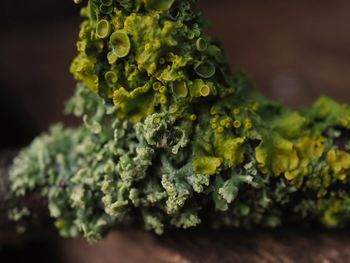 Close-up of green leaf on table