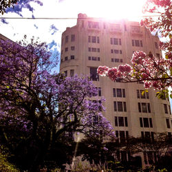 Low angle view of pink flowers in building