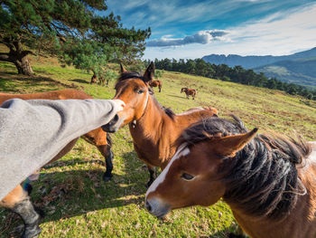 View of two horses on field