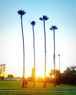 Low angle view of trees on field against clear sky