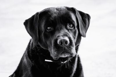 Close-up portrait of black dog