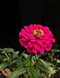 Close-up of pink flower blooming against black background