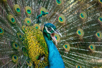 Close-up of peacock