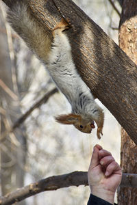 Cropped image of person eating squirrel on branch
