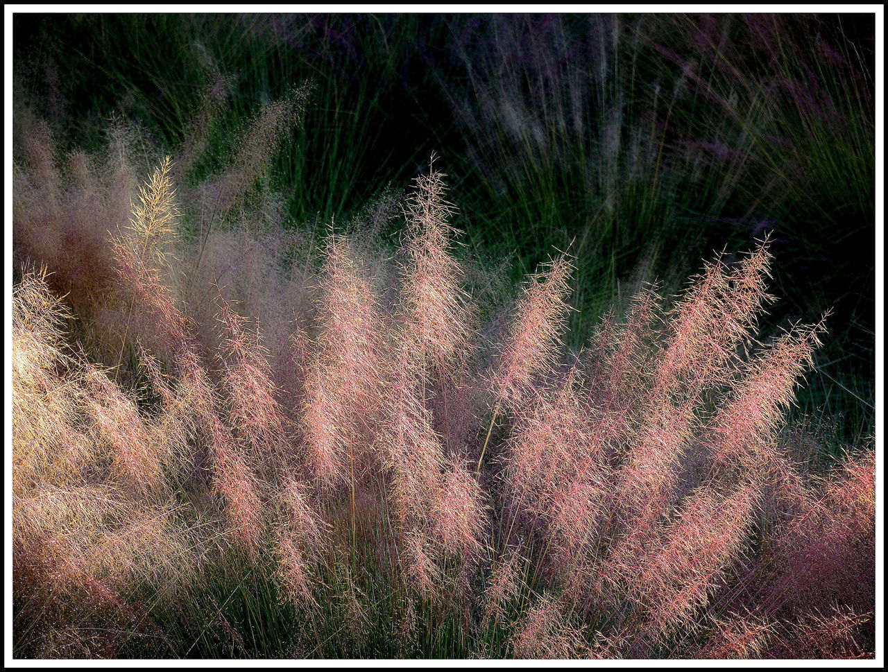 HIGH ANGLE VIEW OF PLANTS ON FIELD