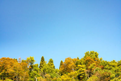 Low angle view of trees against clear blue sky