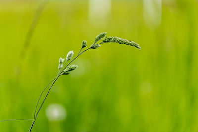 Close-up of plant growing on land