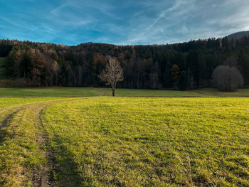 Scenic view of autumnal  field and forest at bergen, chiemgau against sky