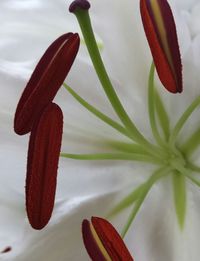 Close-up of flowers