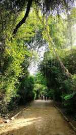 Woman walking amidst trees in forest