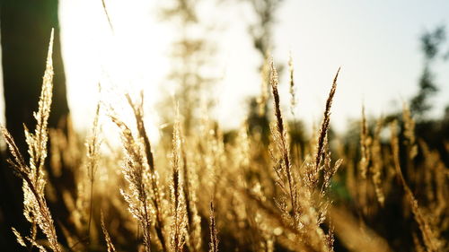 Close-up of wheat growing on field