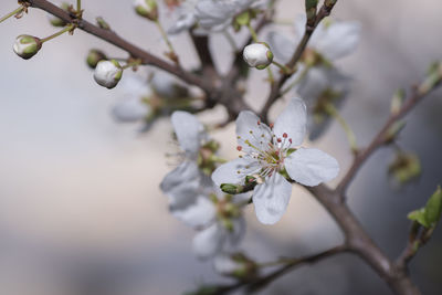 Close-up of cherry blossom