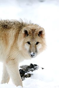 Close-up portrait of snow