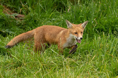 Side view of an animal on field