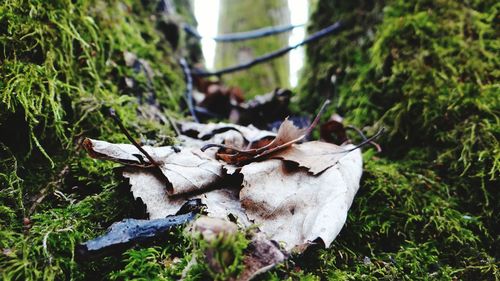 Close-up of dry autumn leaves in forest