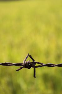 Close-up of barbed wire