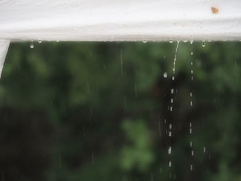 Close-up of water drops falling from plant during rainy season