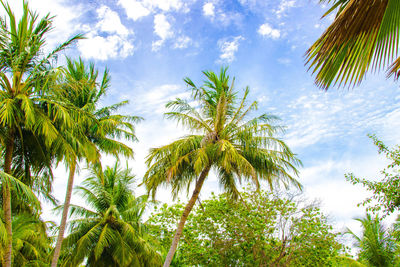 Palm trees and blue sky