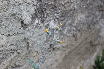 Close-up of plant growing on rock against wall