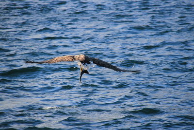 View of vulture flying over water