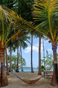 Palm trees on beach against sky