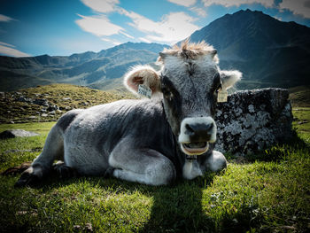 Cows on field against sky