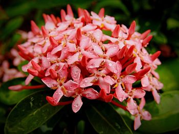 Close-up of pink flowers