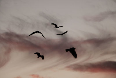 Low angle view of silhouette birds flying against sky