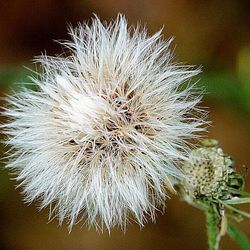 Close-up of dandelion flower