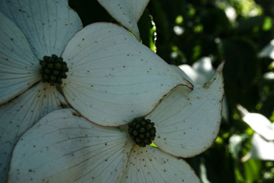 Close-up of butterfly on plant