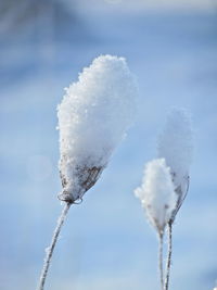 Low angle view of snow covered tree