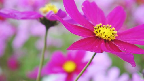 Close-up of pink cosmos flower blooming outdoors