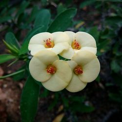 Close-up of flower blooming outdoors