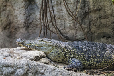 Close-up of crocodile on rock